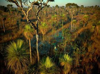 Forest guardians cover image