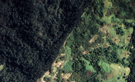 Vision of Heitor Filpi, co-founder of Bioflore: new paths for forest restoration and conservation cover image